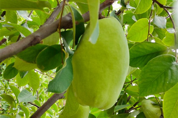 山东佰诺 山东佰诺